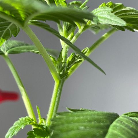 Generic1 growlog timeline photo