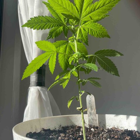 Generic1 growlog timeline photo