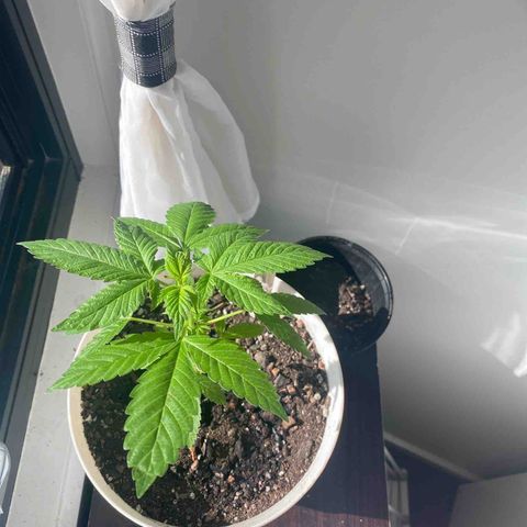 Generic1 growlog timeline photo