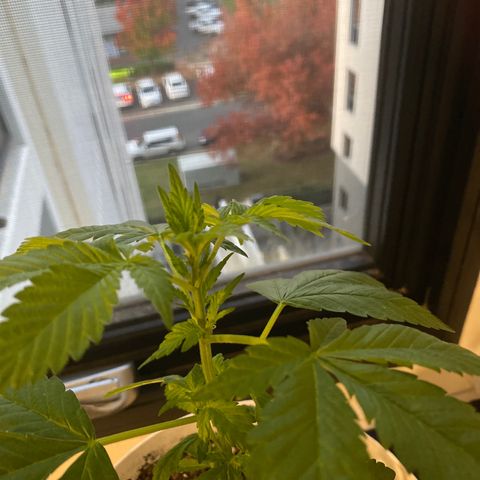Generic1 growlog timeline photo