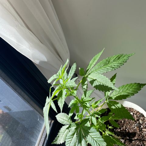 Generic1 growlog timeline photo