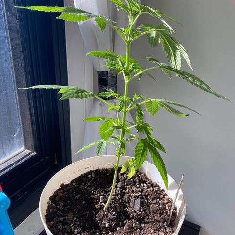 Generic1 growlog timeline photo
