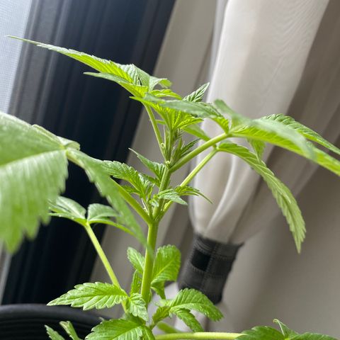 Generic1 growlog timeline photo