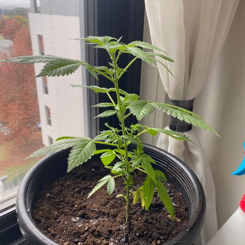 Generic1 growlog timeline photo