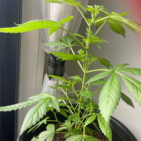 Generic1 growlog timeline photo
