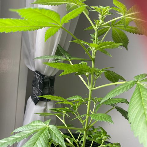 Generic1 growlog timeline photo