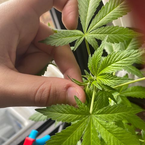 Generic1 growlog timeline photo