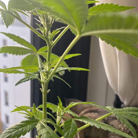 Generic1 growlog photo: Colour changes in some pistals new nodes have appeared 