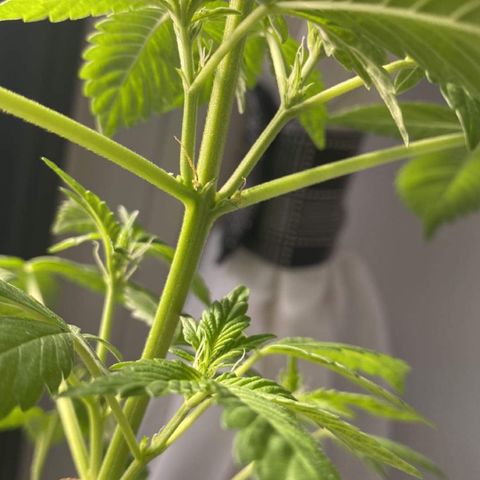 Generic1 growlog photo: Colour changes in some pistals new nodes have appeared 