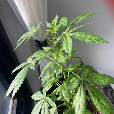 Generic1 growlog timeline photo