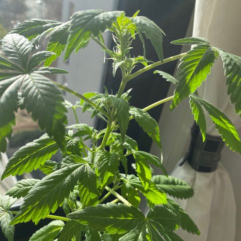 Generic1 growlog timeline photo