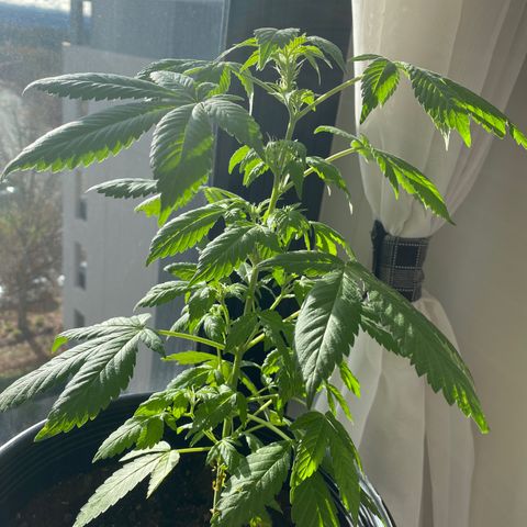 Generic1 growlog timeline photo