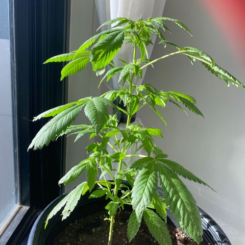 Generic1 growlog timeline photo
