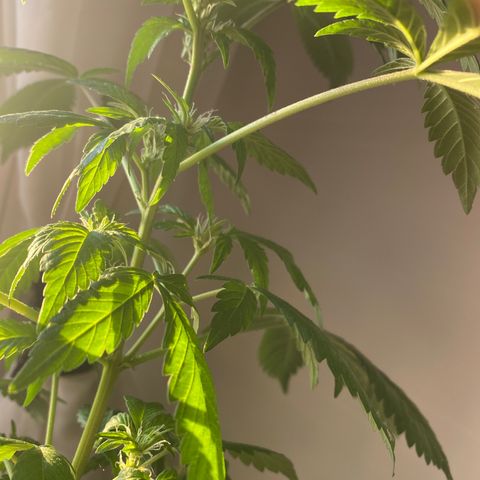 Generic1 growlog timeline photo