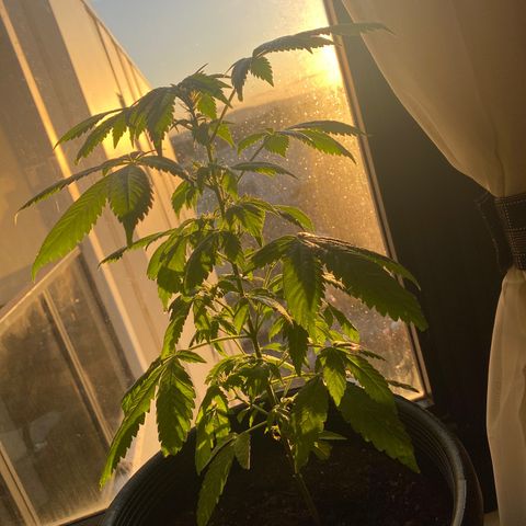 Generic1 growlog timeline photo