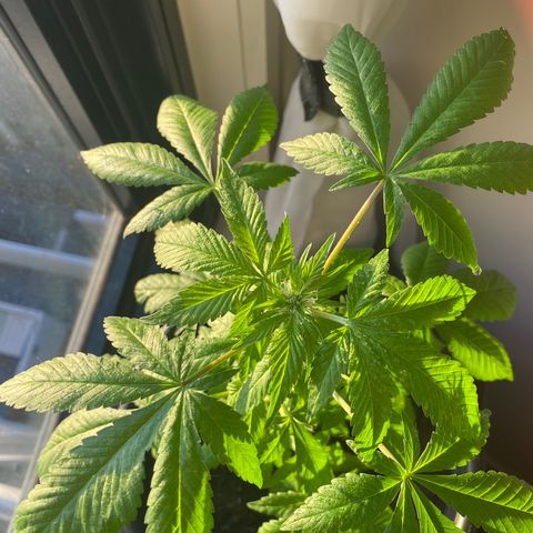 Generic1 growlog timeline photo