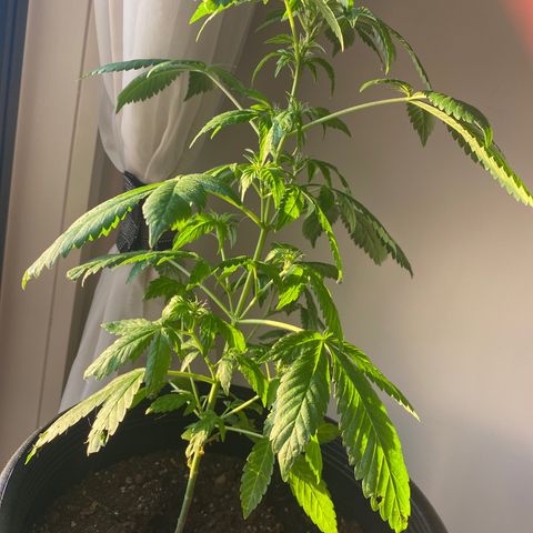 Generic1 growlog timeline photo