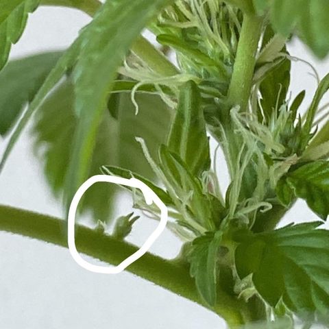 Generic1 growlog photo: Wtf is that hopefully not balls