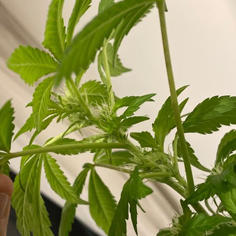 Generic1 growlog timeline photo