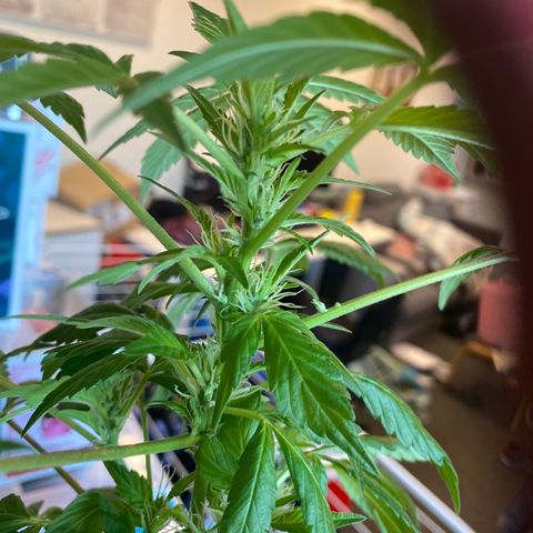 Generic1 growlog timeline photo