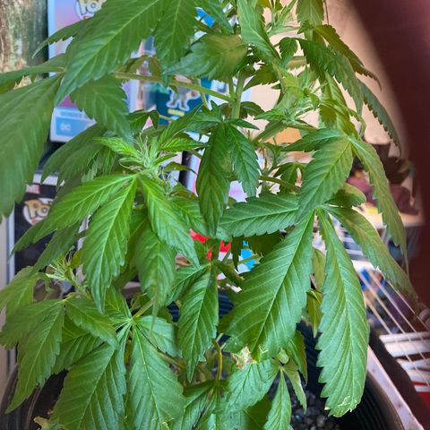 Generic1 growlog timeline photo