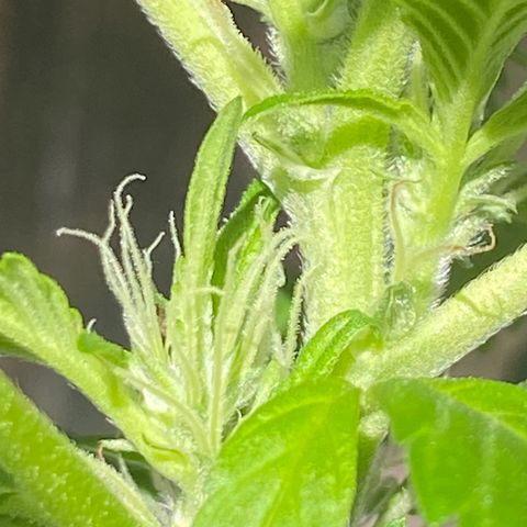 Generic1 growlog timeline photo