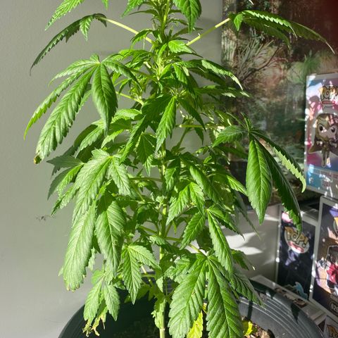 Generic1 growlog timeline photo