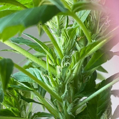 Generic1 growlog photo: Trichome development 