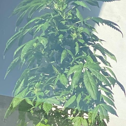 Generic1 growlog timeline photo