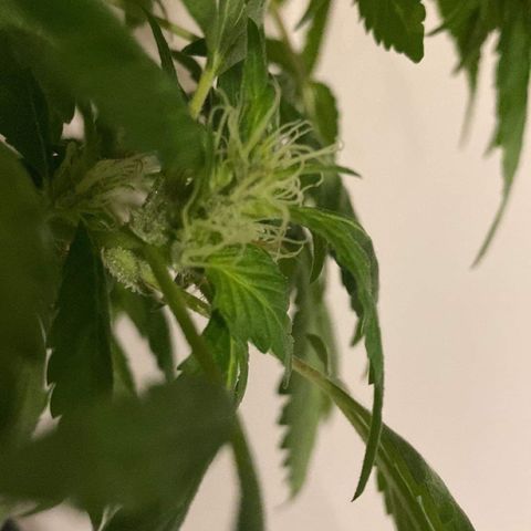 Generic1 growlog timeline photo