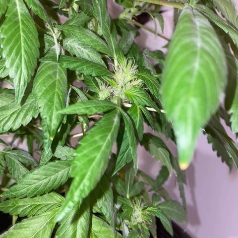 Generic1 growlog timeline photo