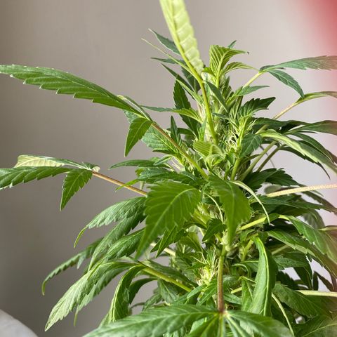 Generic1 growlog timeline photo