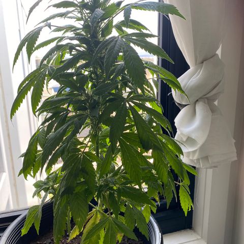 Generic1 growlog timeline photo