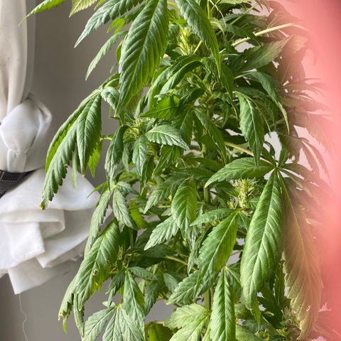 Generic1 growlog timeline photo