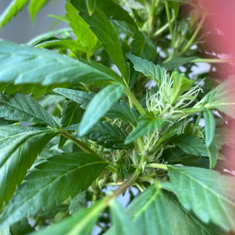 Generic1 growlog timeline photo