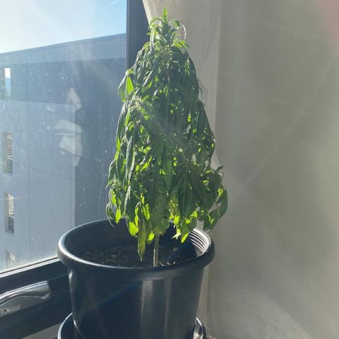 Generic1 growlog photo: Woke up to this I think it’s over watered hopefully it will bounce back tomorrow 
