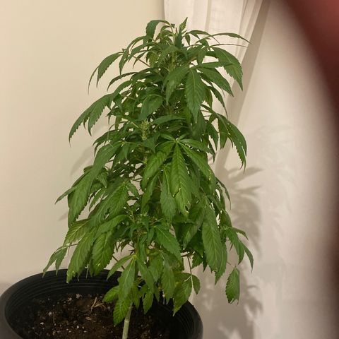 Generic1 growlog photo: She’s on the mend again, turned out it was under watering not overwatering, should fully recover in the morning 