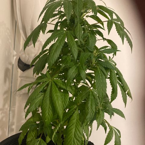 Generic1 growlog timeline photo