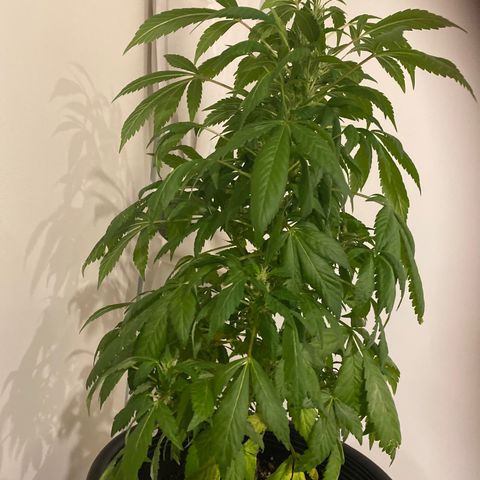 Generic1 growlog timeline photo