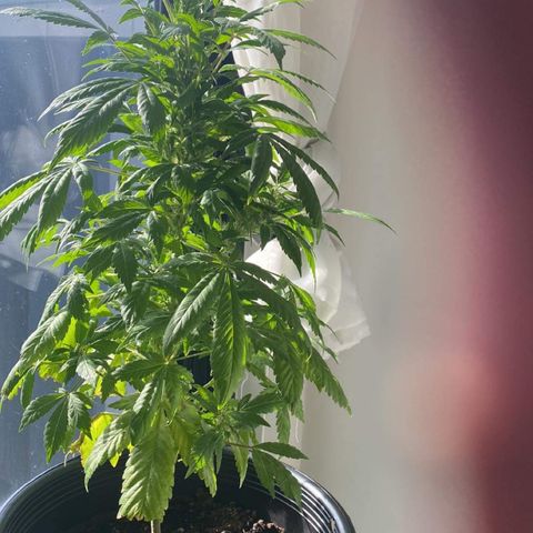 Generic1 growlog photo: Fully recovered from underwatering
overnight 