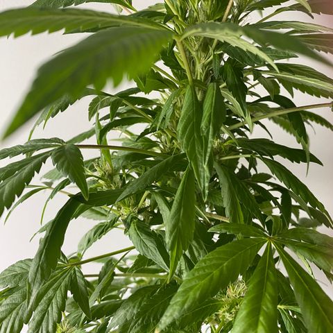 Generic1 growlog timeline photo