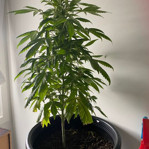 Generic1 growlog timeline photo