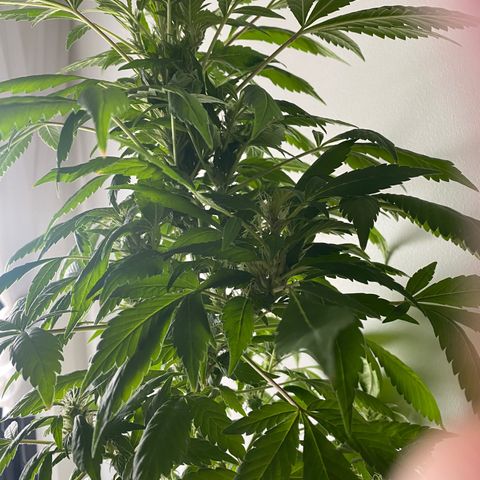Generic1 growlog timeline photo