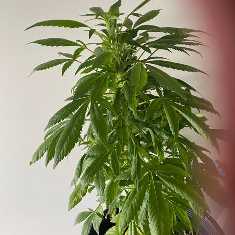 Generic1 growlog timeline photo