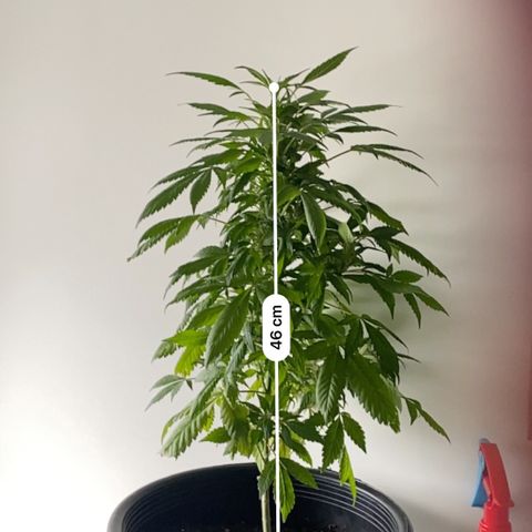 Generic1 growlog timeline photo