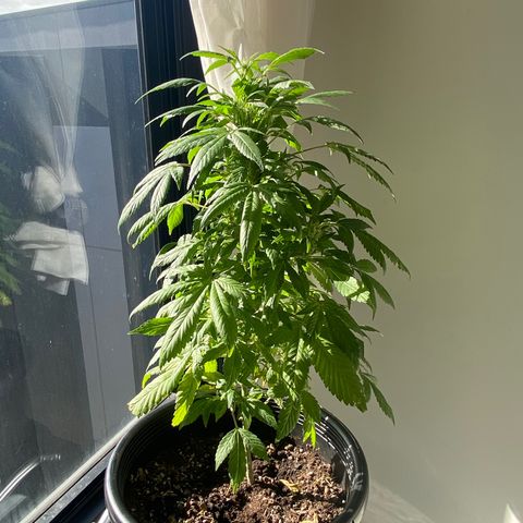 Generic1 growlog timeline photo