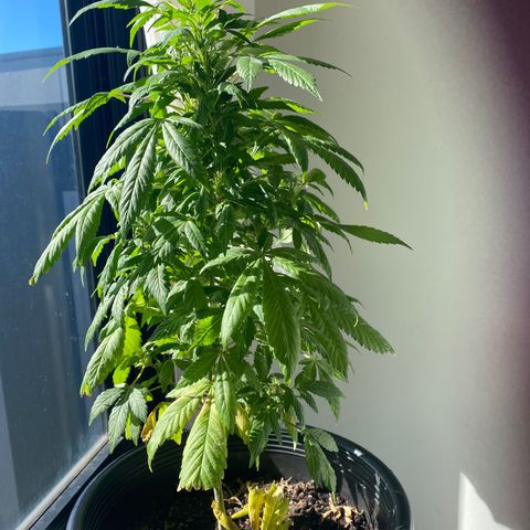 Generic1 growlog timeline photo