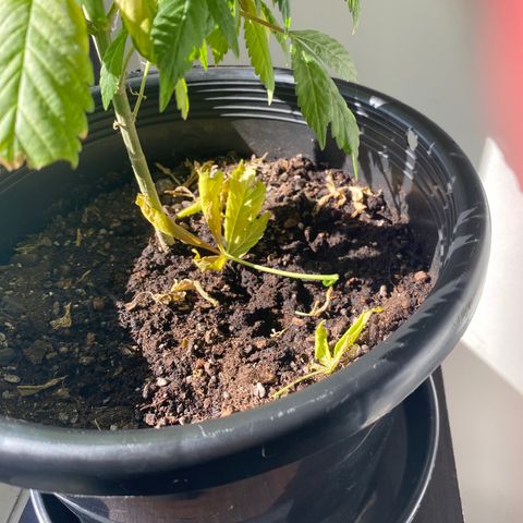 Generic1 growlog timeline photo