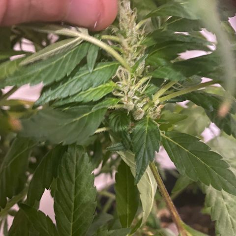 Generic1 growlog timeline photo