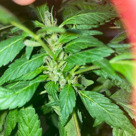 Generic1 growlog timeline photo